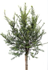 Chinesische Ulme 'Ulmus parvifolia Seiju' Hochstamm 80 - 100 cm