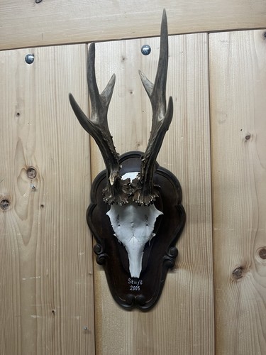 Rehbock trophäe ung - rehbock,