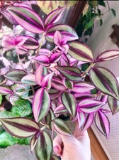 3 x Tradescantia  "Silver
