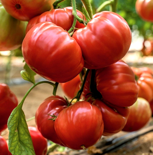 Tomatensamen alte - tomatensamen, (8+);