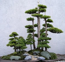 SAMEN BONSAI WACHOLDER Samen