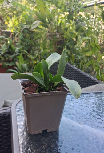 Cattleya dowiana - , (jungpflanze)