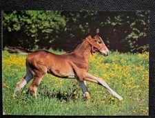 Pferdepostkarte, AK Pferde