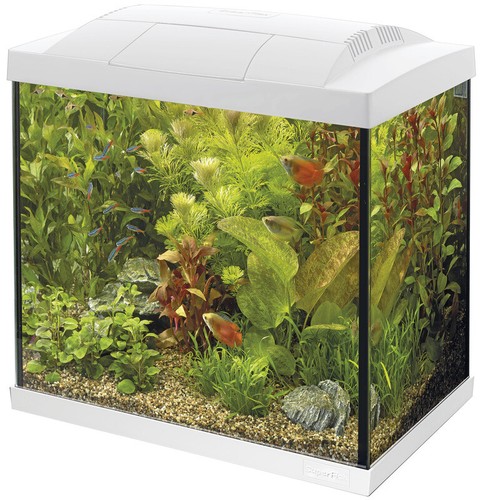 Tropical set aquarium - tropical,