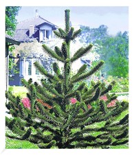 Affenschwanz-Baum, 1 Pflanze