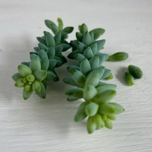 Fetthenne sedum burrito 2 - 'burrito',