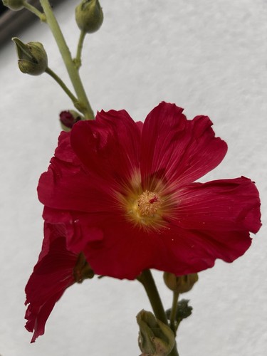 Stockrosen samen rosa 120 - rosa,