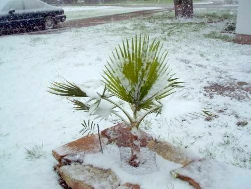 Sabal minor palmen winterhart - sabal,