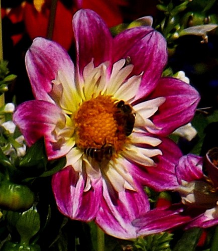 Dahlien - (◕‿◕)\@,