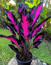 Sale2666 calathea medallion - calathea,
