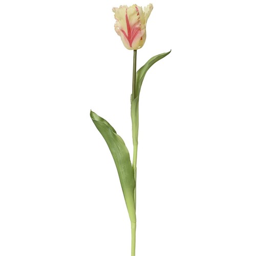 Everlands papagei tulpe creme - everlands, papagei-tulpe