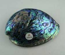 Polierte Paua Muschel A Grade