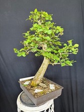Hainbuche Bonsai Prebonsai