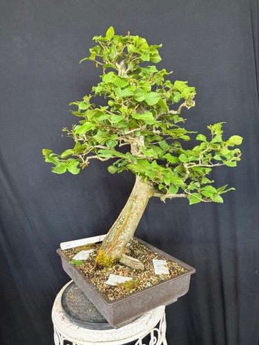 Hainbuche bonsai prebonsai - bonsai,