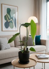 Anthurium scherzerianum -