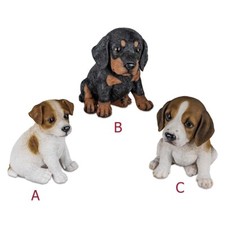 Hundewelpen Bernhardiner