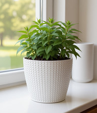 Blumentopf Pflanztopf