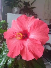 2 Hibiskus Rosa-Sinensis