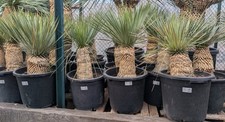 Yucca Rostrata 