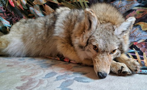 Soft mount taxidermy kojote - soft,
