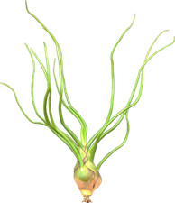 Tillandsien, Tillandsia