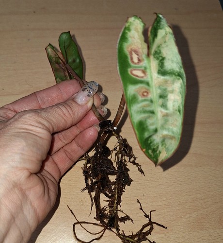 Philodendron billietiae - philodendron,