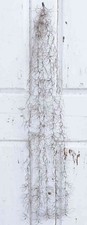 artplants Textil Tillandsia