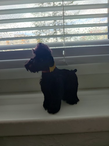 Kleiner steiff hund - kleiner,