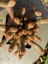 Prächtige Kakteen alte Mammillaria