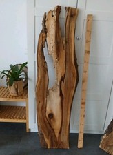 kernfaules Nussbaum WALNUSS