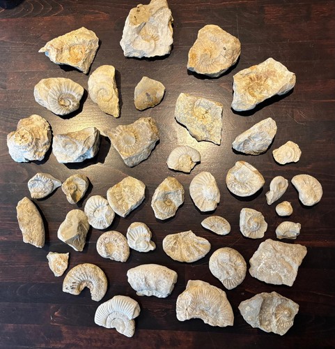 Ammoniten fossiliensammlung - ammoniten,