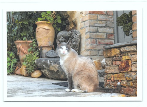 Postkarte katze neu - ak,