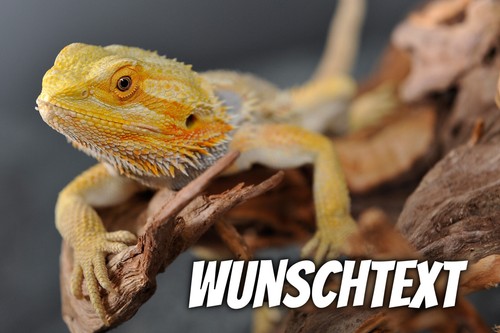 Bartagame eßbar