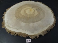 Walnuss, Baumscheibe, massiv