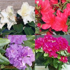 Rhodondendron Mix 4 Farben