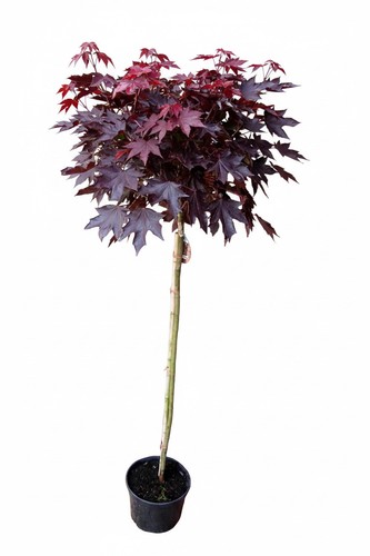 Kugel ahorn rote - ,, r