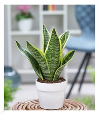 Sanseveria "Futura Superba",1 Pflanze Zimmerpflanze