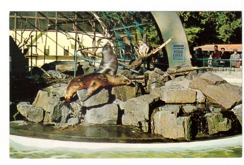 Monkeys seals sea lions - seals,