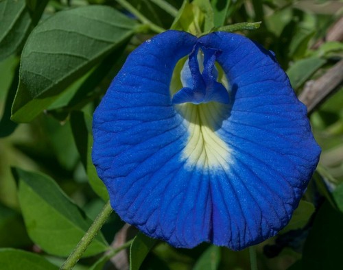 Super blumen samen exotische - samen,