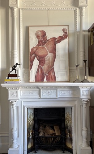 Große vintage anatomische - große,
