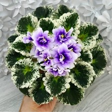 Saintpaulia Usambaraveilchen, 1 Blatt, P- DURMAN