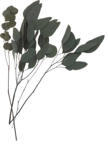 Eukalyptus kunstpflanze 0 - kunstpflanze, 3.0