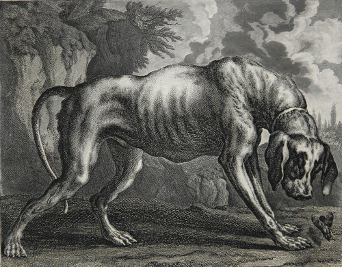 Zoologie jagdhund - jagdhund,