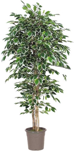Artplants kunststoff ficus - kunststoff,