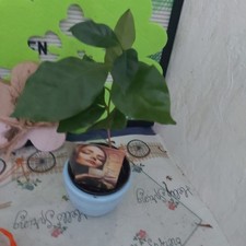 Kaffeebaum Coffea arabica   Ableger    18cm Länge