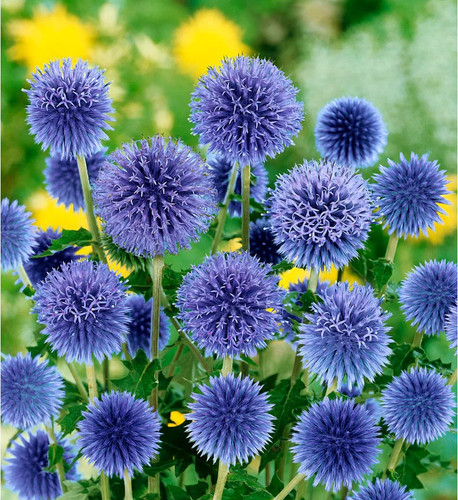 Samen kugeldistel mannstreu - samen,