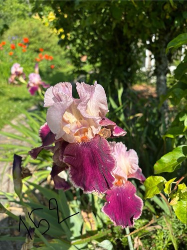Iris schwertlilie - iris,