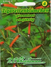 Zigarettenblümchen granatrot
