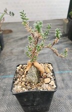 Trichodiadema bulbosum Caudex auf Stein  Kakteen, Sukkulenten, Rarität