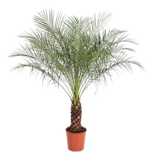 Zwerg dattelpalme phoenix - –,